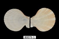 藏品(約瑟海扇蛤)的圖片